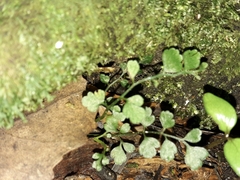 Asplenium hookerianum