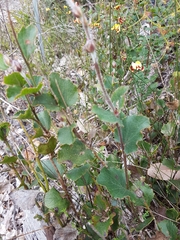 Xanthosia rotundifolia