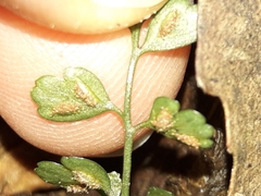 Asplenium hookerianum