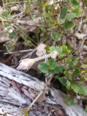 Xanthosia rotundifolia