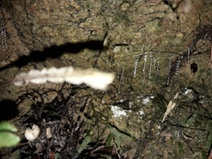 Arachnocampa luminosa