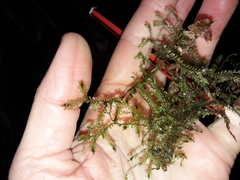 Plagiochila