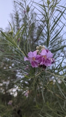Chilopsis linearis