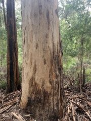 Eucalyptus diversicolor