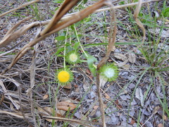 Grindelia nuda