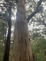Eucalyptus diversicolor
