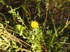 Grindelia nuda