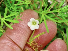 Ipomoea costellata