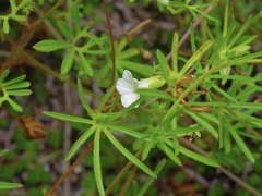 Ipomoea costellata
