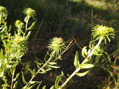 Grindelia nuda