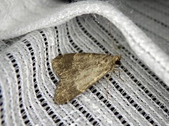 Hydrillodes lentalis