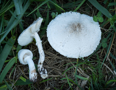 Leucoagaricus barssii