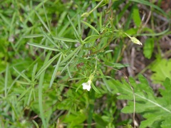 Ipomoea costellata