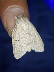 Cnethodonta grisescens