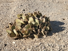 Opuntia basilaris basilaris