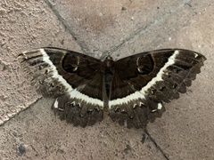 Erebus terminitincta