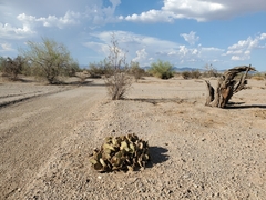 Opuntia basilaris basilaris