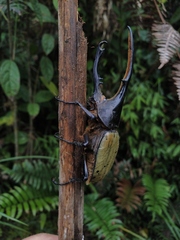 Dynastes ecuatorianus