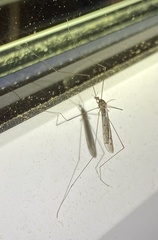 Limoniidae