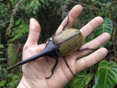 Dynastes ecuatorianus