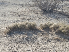 Cylindropuntia ramosissima