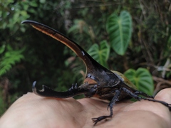 Dynastes ecuatorianus