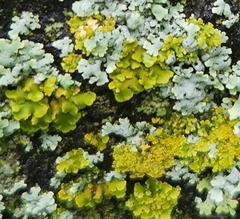 Xanthomendoza ulophyllodes