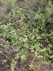 Urtica ferox