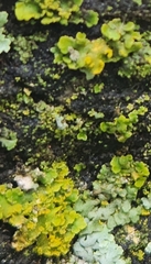 Xanthomendoza ulophyllodes