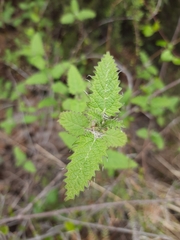 Urtica ferox