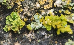 Xanthomendoza ulophyllodes
