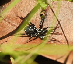 Nyssus