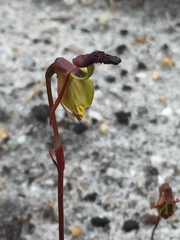 Caleana nigrita