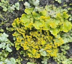 Xanthomendoza ulophyllodes