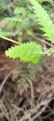 Urtica ferox
