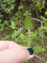 Urtica ferox