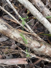 Opercularia hispidula