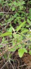 Urtica ferox