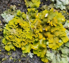 Xanthomendoza ulophyllodes