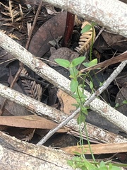 Opercularia hispidula