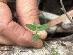 Opercularia hispidula