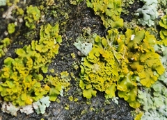 Xanthomendoza ulophyllodes