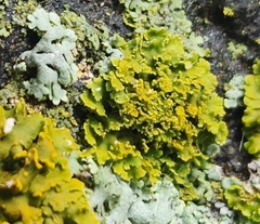 Xanthomendoza ulophyllodes