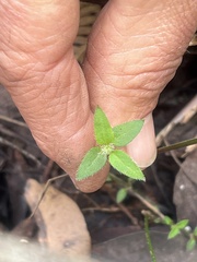 Opercularia hispidula