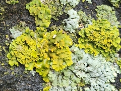 Xanthomendoza ulophyllodes