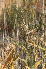 Phragmites australis americanus