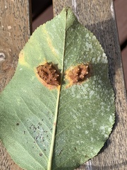 Gymnosporangium sabinae