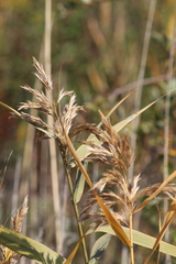 Phragmites australis americanus