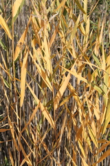 Phragmites australis americanus