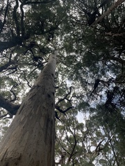 Eucalyptus diversicolor
